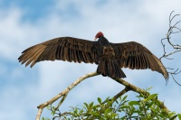 Kondor krocanovity - Cathartes aura - Turkey Vulture 8599